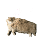mon_chouchou_le_chat（個別スタンプ：8）
