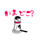 ねこのハクちゃん(日常使)Cat Haku-Daily（個別スタンプ：21）