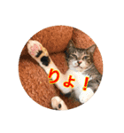 リスタ猫①（個別スタンプ：1）