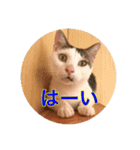 リスタ猫①（個別スタンプ：2）