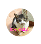 リスタ猫①（個別スタンプ：3）
