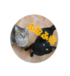 リスタ猫①（個別スタンプ：4）