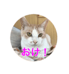 リスタ猫①（個別スタンプ：5）