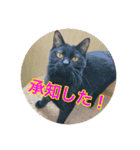 リスタ猫①（個別スタンプ：6）