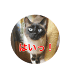 リスタ猫①（個別スタンプ：7）