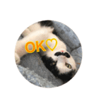 リスタ猫①（個別スタンプ：8）