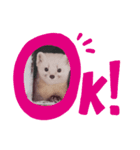 サロベツの動物たち⑤（個別スタンプ：1）