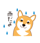 夏〜柴犬（個別スタンプ：1）