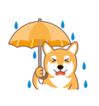 夏〜柴犬（個別スタンプ：6）