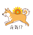 夏〜柴犬（個別スタンプ：23）