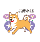 夏〜柴犬（個別スタンプ：24）