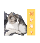 微妙に使えないねこスタンプ（個別スタンプ：2）