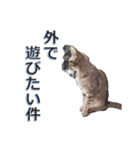 微妙に使えないねこスタンプ（個別スタンプ：4）