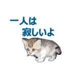 微妙に使えないねこスタンプ（個別スタンプ：5）