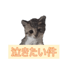 微妙に使えないねこスタンプ（個別スタンプ：6）