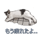 微妙に使えないねこスタンプ（個別スタンプ：7）