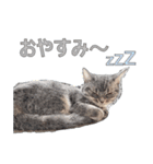 微妙に使えないねこスタンプ（個別スタンプ：8）