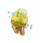 インコのリキちゃん（個別スタンプ：1）