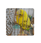 インコのリキちゃん（個別スタンプ：4）