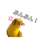 インコのリキちゃん（個別スタンプ：5）