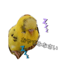 インコのリキちゃん（個別スタンプ：8）