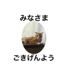 猫のRENA 2（個別スタンプ：6）