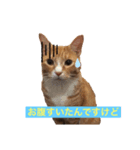 猫のRENA 2（個別スタンプ：8）