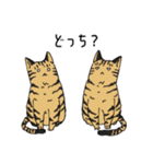 『しつじさんちの猫』（個別スタンプ：23）