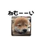 オラえのまめちゃん（個別スタンプ：3）