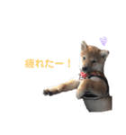 オラえのまめちゃん（個別スタンプ：7）