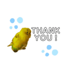 インコのリキちゃん2（個別スタンプ：1）
