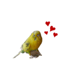 インコのリキちゃん2（個別スタンプ：5）