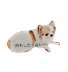 チワワのキョロちゃん❁（個別スタンプ：5）