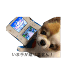 チワワのキョロちゃん❁（個別スタンプ：8）