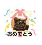 うめはるこ（個別スタンプ：5）
