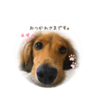 モフ毛のダックス（個別スタンプ：5）