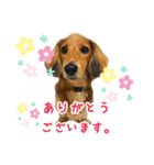 モフ毛のダックス（個別スタンプ：8）