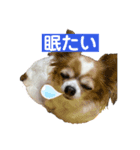 りんちゃんももちゃん（個別スタンプ：2）
