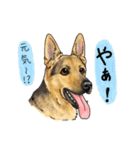 大型犬、大集合！（個別スタンプ：1）