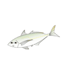 海釣りの魚！釣り好きのための（個別スタンプ：6）