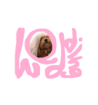 うちの子、マルプー2（個別スタンプ：11）
