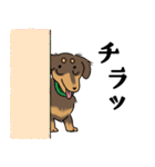 ダックス【めるぼ と ゆめち】2（個別スタンプ：16）