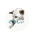 アイドル犬くるみ2（個別スタンプ：1）