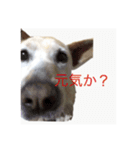 アイドル犬くるみ2（個別スタンプ：4）