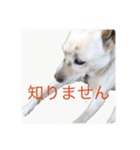 アイドル犬くるみ2（個別スタンプ：5）