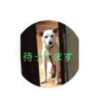 アイドル犬くるみ2（個別スタンプ：8）