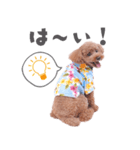 やんちゃなトイプー・ぷーくん（個別スタンプ：1）