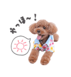 やんちゃなトイプー・ぷーくん（個別スタンプ：4）