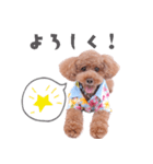 やんちゃなトイプー・ぷーくん（個別スタンプ：7）