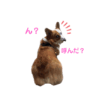 コーギーのレオちゃん（個別スタンプ：1）